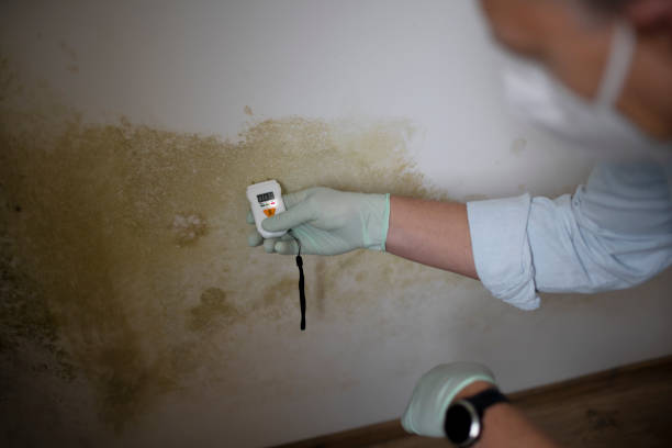 Best Bathroom Mold Remediation in Rossmoyne, OH