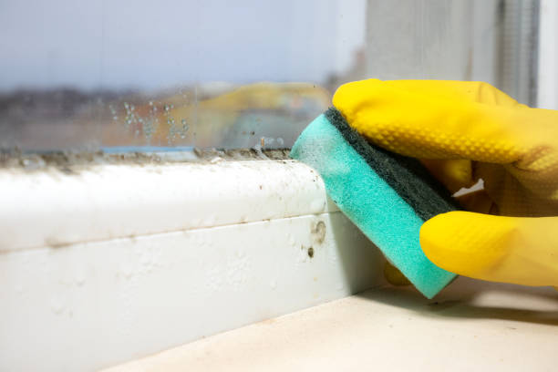 Best Residential Mold Remediation in Rossmoyne, OH
