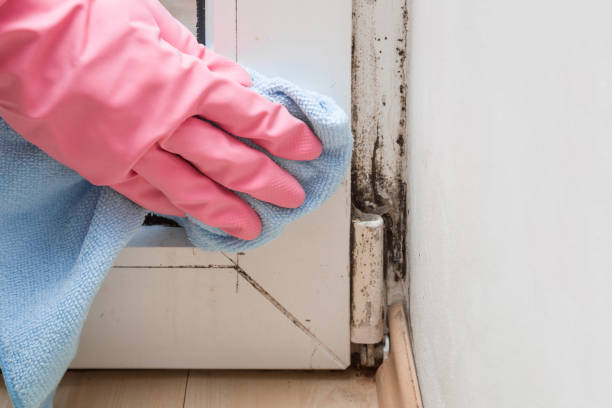 Best Commercial Mold Remediation in Rossmoyne, OH